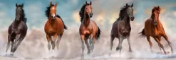 Clementoni: Panorama - Horses (1000)