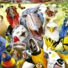 Educa: Watch the Birdie (500)