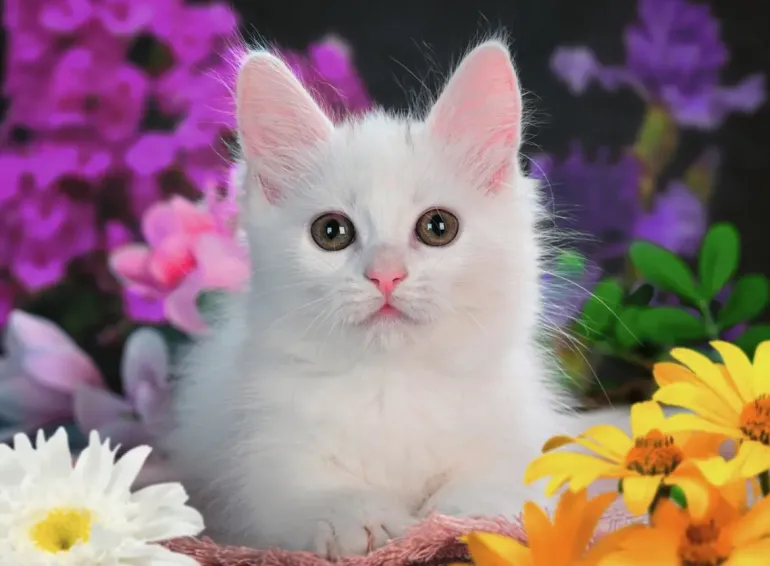 Ravensburger: Glitter Cat (100)