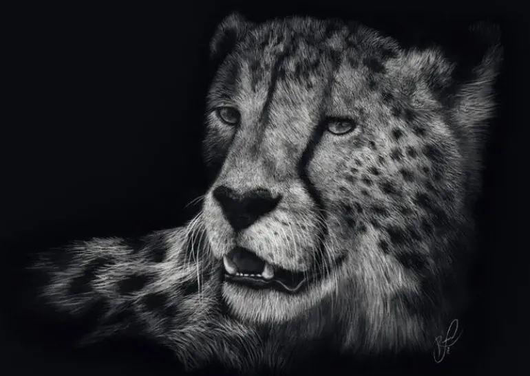 Schmidt: Ashley Rader - Speed, Cheetah - The Epitome of Grace (1000)