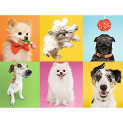 Trefl: Dogs (500)